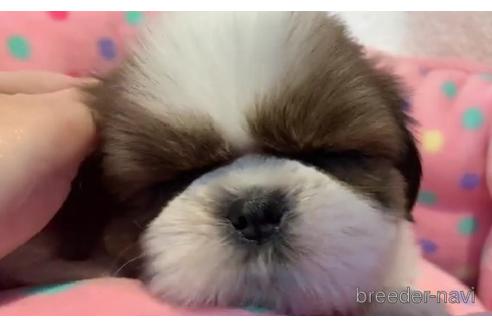 成約済の東京都のシーズー-203812の2枚目